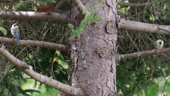 2021年9月12日(日) 福井緑地(札幌市西区)の野鳥観察記録