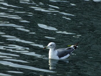 Black-tailed Gull 高島水際線公園(横浜市西区) Mon, 9/13/2021