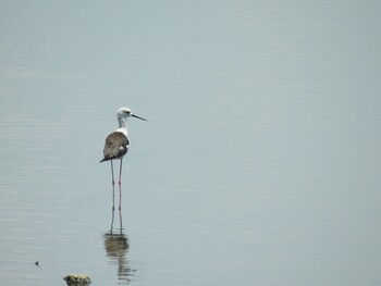 Black-winged Stilt Tokyo Port Wild Bird Park Sat, 7/24/2021