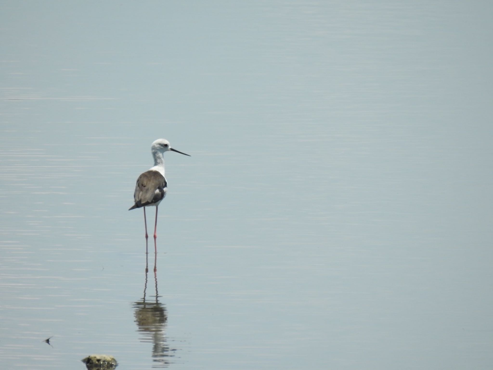 Black-winged Stilt