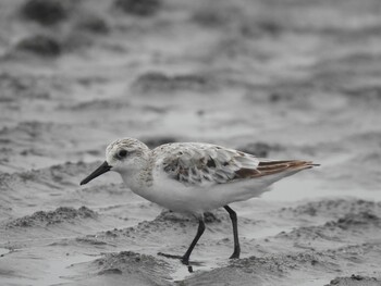 Sanderling Sambanze Tideland Sun, 9/12/2021