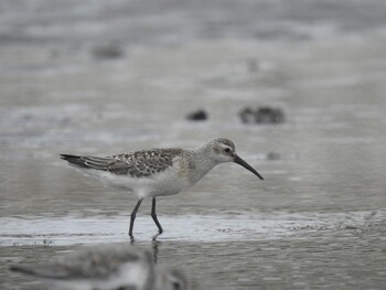 Curlew Sandpiper Sambanze Tideland Sun, 9/12/2021