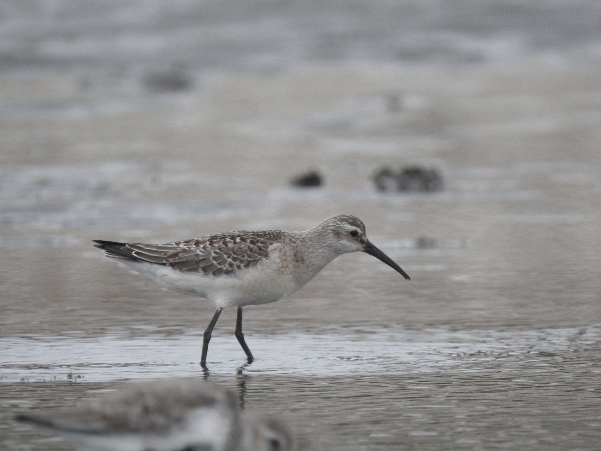 Curlew Sandpiper