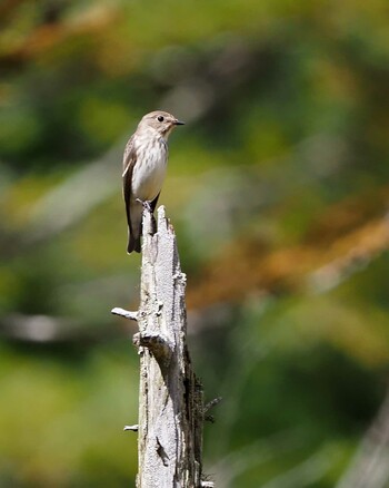 Grey-streaked Flycatcher 上高地田代湿原 Sun, 9/27/2020