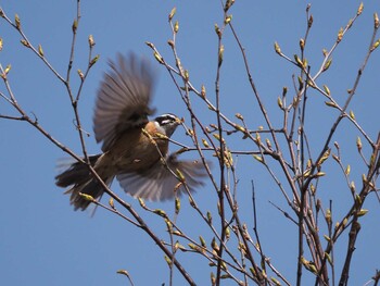 Meadow Bunting 乙女高原 Tue, 5/4/2021