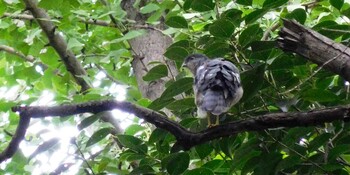 Japanese Sparrowhawk 林試の森公園 Mon, 9/13/2021