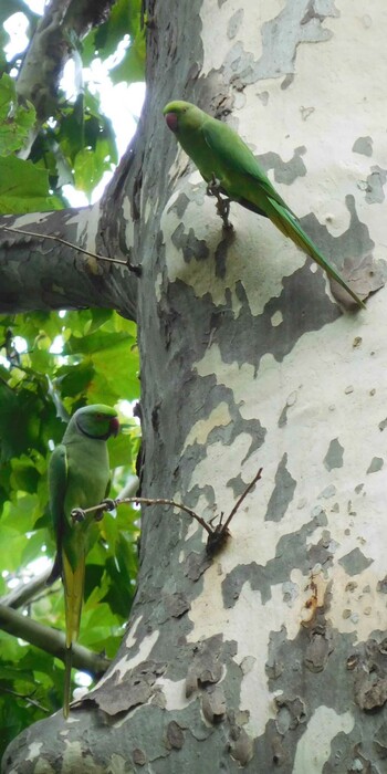 Indian Rose-necked Parakeet 林試の森公園 Mon, 9/13/2021