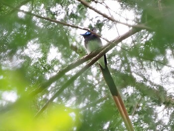 サンコウチョウ 栃木県民の森 2021年5月15日(土)