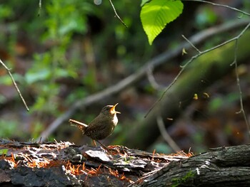 Eurasian Wren Karuizawa wild bird forest Sat, 5/22/2021