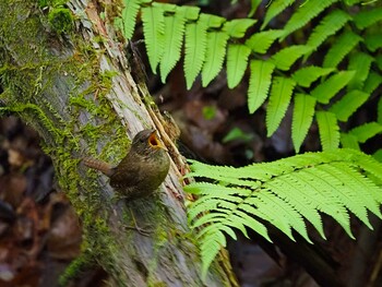 ミソサザイ 軽井沢野鳥の森 2021年5月22日(土)