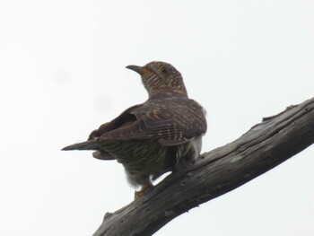 Lesser Cuckoo Yoron Island Tue, 9/14/2021