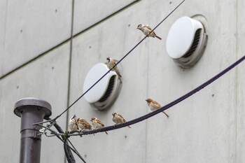 Eurasian Tree Sparrow 都内市街地 Sun, 9/12/2021