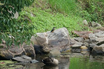 2021年9月14日(火) 松江城の野鳥観察記録