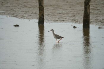 2021年9月14日(火) 潟ノ内(島根県松江市)の野鳥観察記録