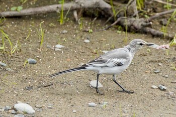 Tue, 9/14/2021 Birding report at 多摩川(浅川合流付近)