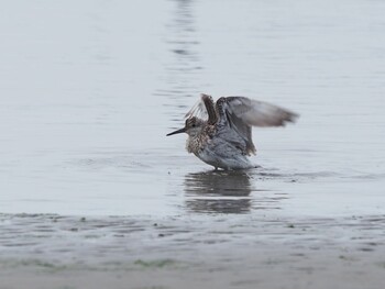 Great Knot Sambanze Tideland Unknown Date