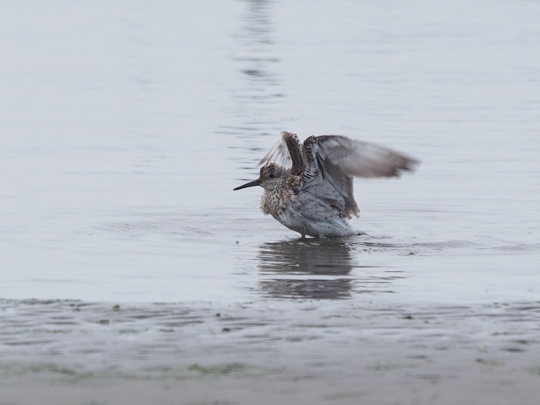 Photo of Great Knot at Sambanze Tideland by もさこ