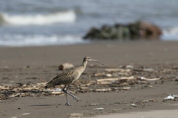 チュウシャクシギ 石狩湾新港東浜 2021年9月14日(火)