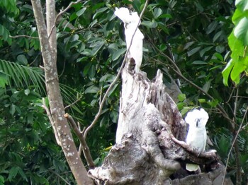 White Cockatoo