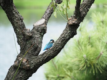 カワセミ 三渓園 2021年9月13日(月)