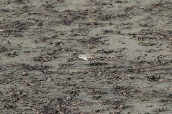 Red-necked Stint いしかり調整池(石狩調整池) Tue, 9/14/2021