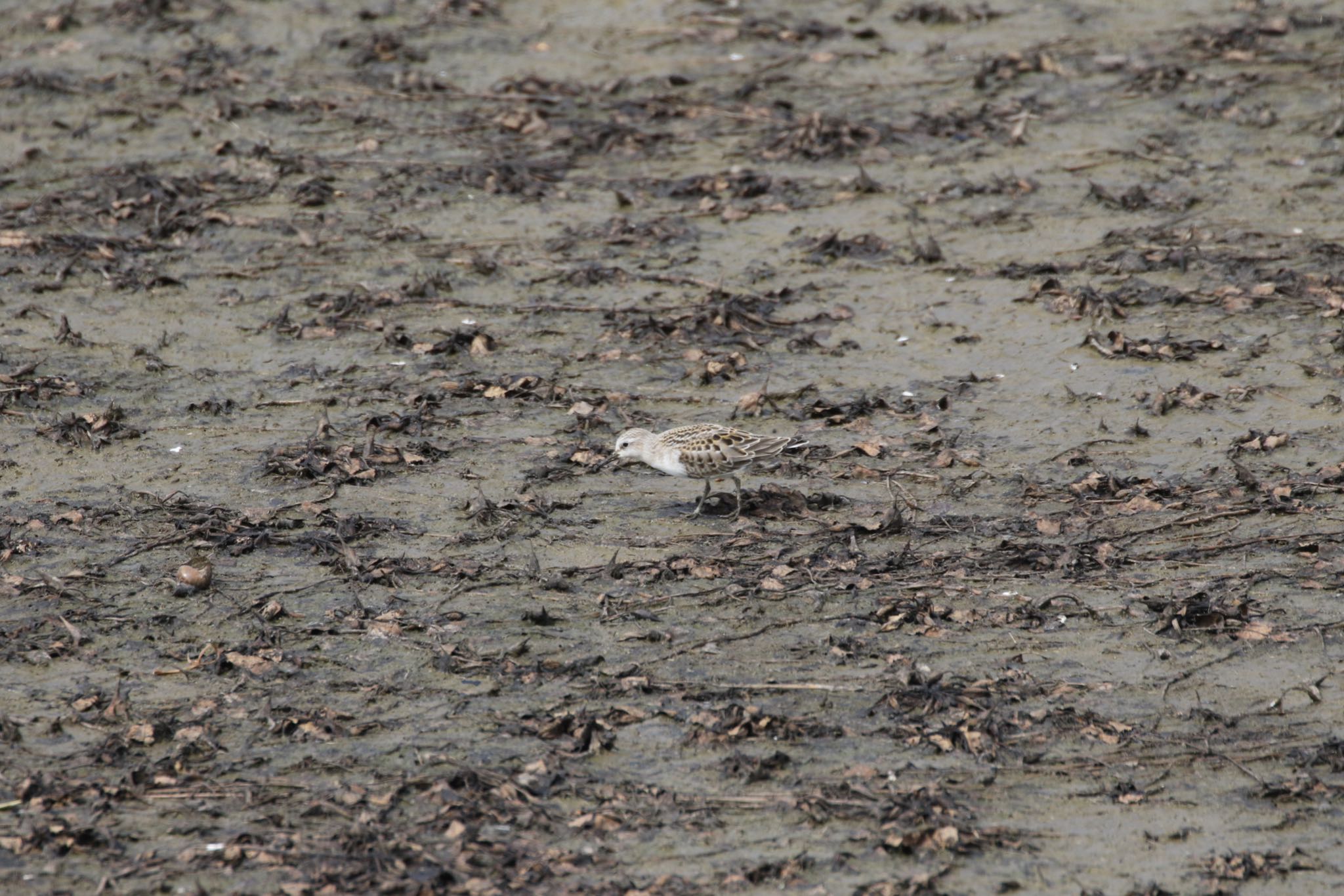 Photo of Red-necked Stint at いしかり調整池(石狩調整池) by will 73