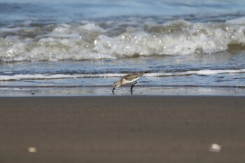 Red-necked Stint 石狩湾新港東浜 Tue, 9/14/2021