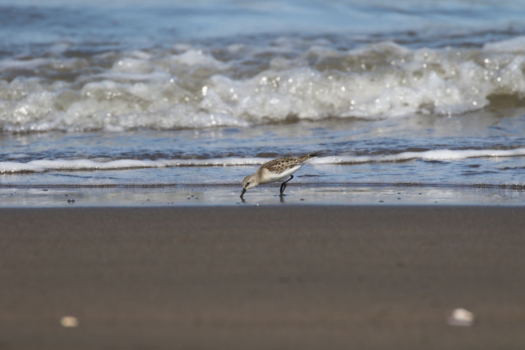 Photo of Red-necked Stint at 石狩湾新港東浜 by will 73