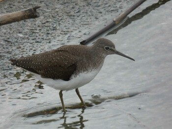 Green Sandpiper Yoron Island Tue, 9/14/2021