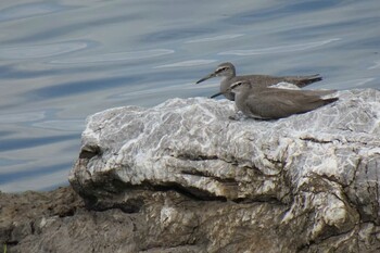 Grey-tailed Tattler 浜名湖 Mon, 9/6/2021