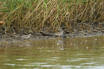 Grey-tailed Tattler 男里川 Sat, 9/11/2021