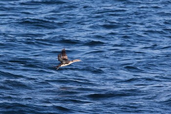 2017年4月16日(日) 貨客船フェリーあぜりあ　周遊コースの野鳥観察記録