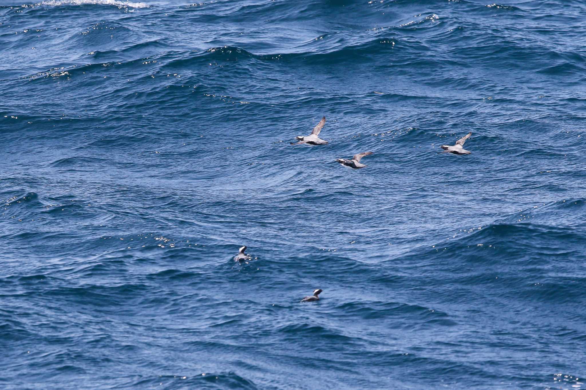 Photo of Japanese Murrelet at 貨客船フェリーあぜりあ　周遊コース by Trio