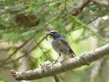 Red-flanked Bluetail 日光白根山 Sun, 8/29/2021