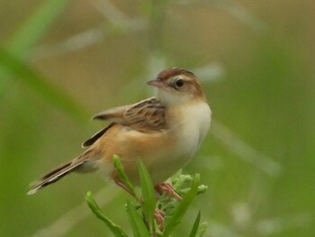 セッカ 秋ヶ瀬公園付近 2021年9月14日(火)