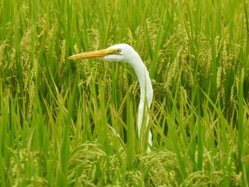 ダイサギ 稲沢市 2021年9月14日(火)