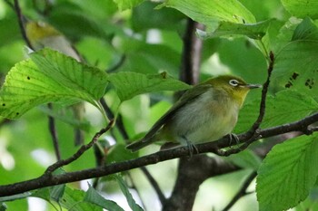 2021年9月14日(火) 福井緑地(札幌市西区)の野鳥観察記録