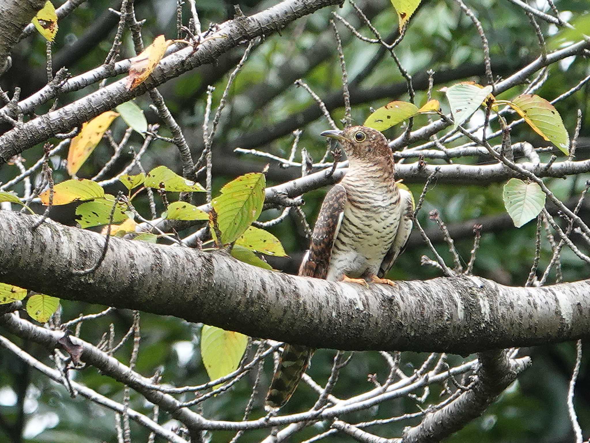 Photo of Oriental Cuckoo at 埼玉県 by dalidalida