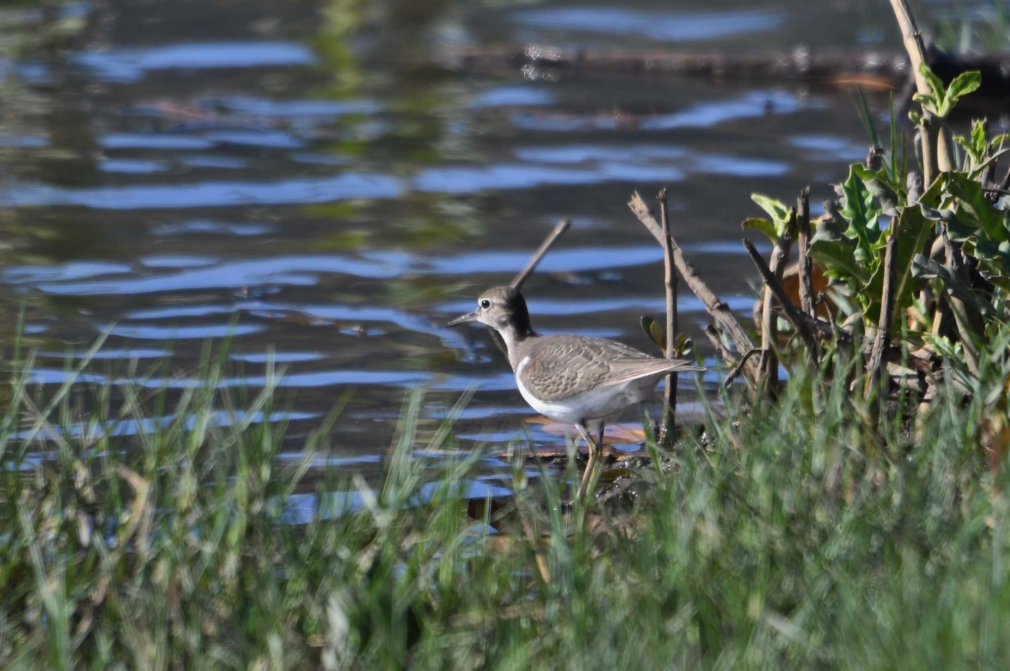 Common Sandpiper