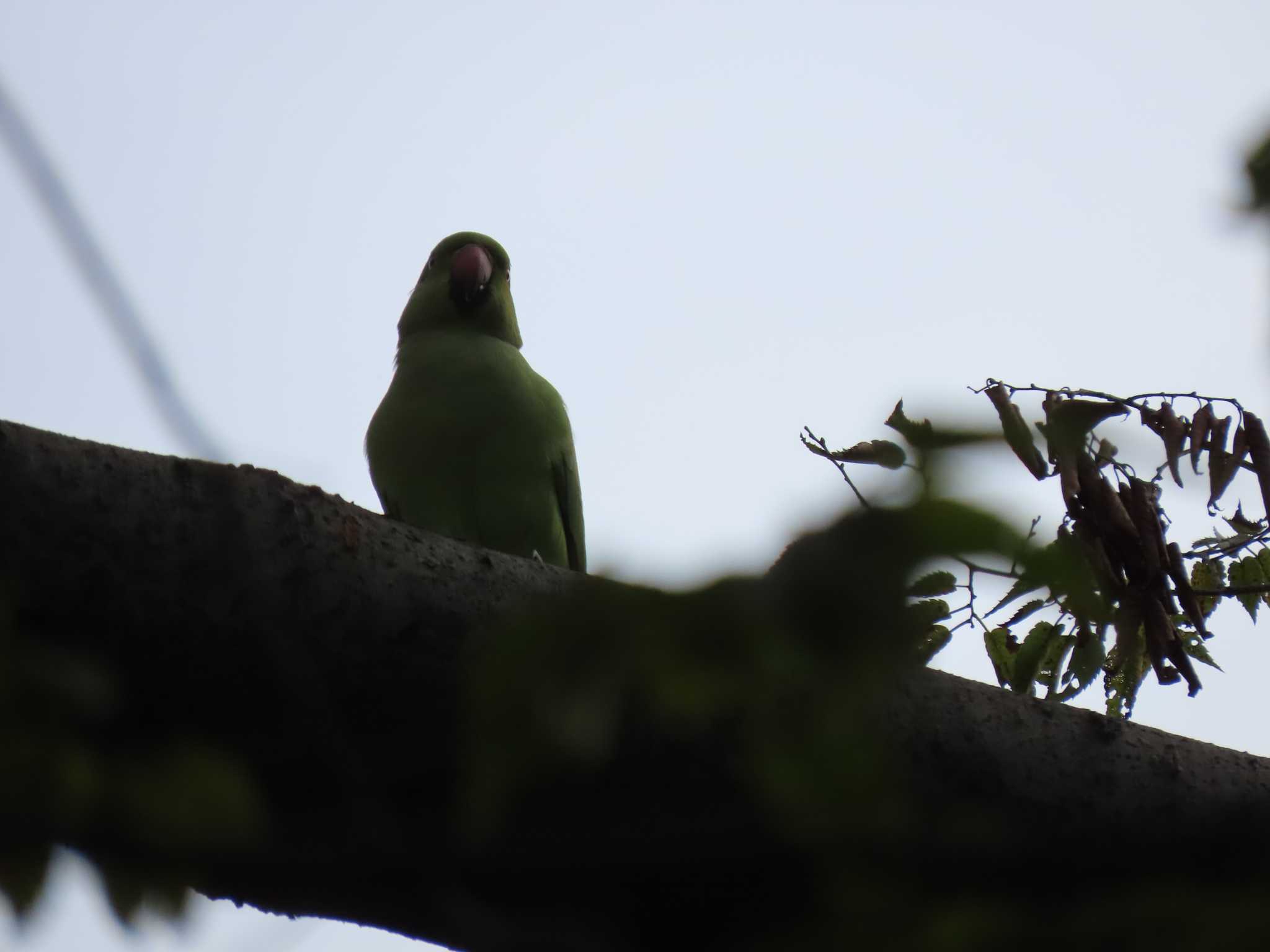 雑司ヶ谷霊園(東京都豊島区) ホンセイインコの写真 by のぐち