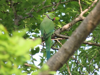 2021年9月13日(月) 雑司ヶ谷霊園(東京都豊島区)の野鳥観察記録