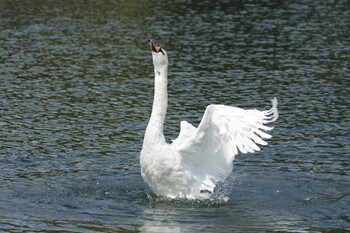 2021年9月10日(金) 皇居の野鳥観察記録