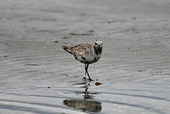 ダイゼン ふなばし三番瀬海浜公園 2021年9月14日(火)