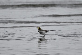 ハクセキレイ ふなばし三番瀬海浜公園 2021年9月14日(火)