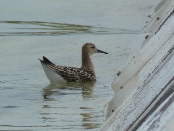 Ruff Yoron Island Mon, 9/13/2021