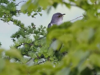 Lesser Cuckoo 大蔵高丸 Sat, 5/30/2020