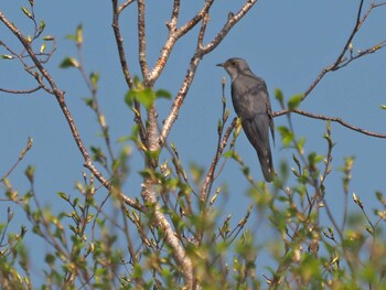 Lesser Cuckoo 大蔵高丸 Sat, 5/30/2020