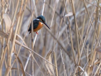 Common Kingfisher 善福寺公園 Tue, 1/12/2021