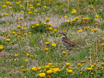 Dusky Thrush 山梨県甲州市塩山 Sat, 4/3/2021