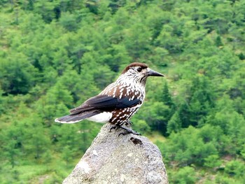 ホシガラス 群馬県 撮影日未設定